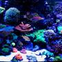 75 gallons reef tank (mostly live coral and fish) - Erik's 75 gallon bow-front