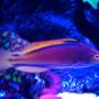 saltwater fish - cirrhilabrus lineatus - lineatus fairy wrasse stocking in 75 gallons tank - Erik's Lineatus wrasse