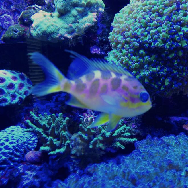 saltwater fish - odontanthias borbonius - borbonius anthias stocking in 75 gallons tank - Barbonius anthias