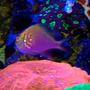 saltwater fish - serranocirrhitus latus - fathead sunburst anthias stocking in 75 gallons tank - sunburst anthia