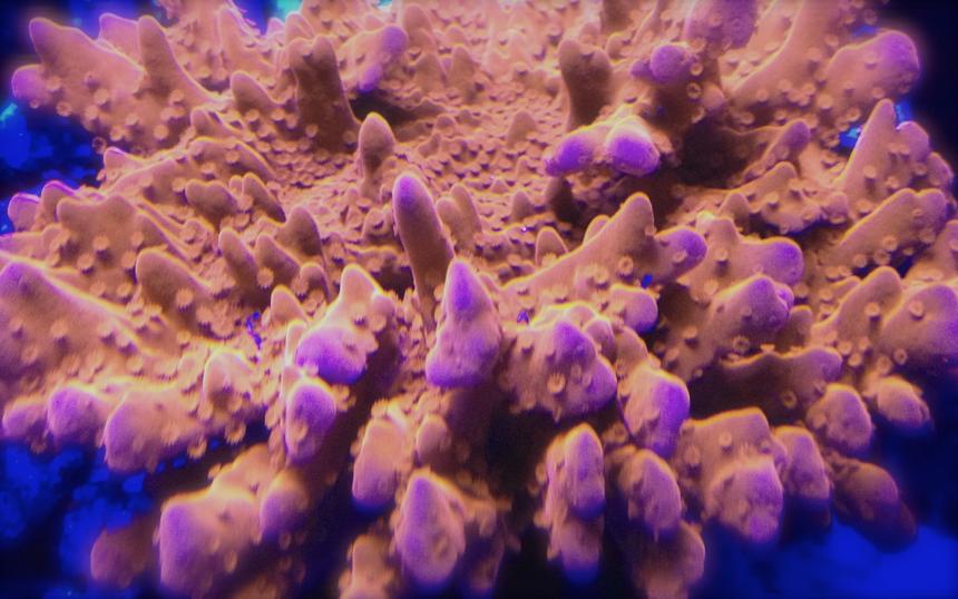Rated #10: Corals Inverts - Montipora Setosa - Red Montipora Setosa Stocking In 75 Gallons Tank - setosa monti