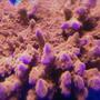 corals inverts - montipora setosa - red montipora setosa stocking in 75 gallons tank - setosa monti