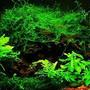 10 gallons planted tank (mostly live plants and fish) - This is a simple, low-light tank.