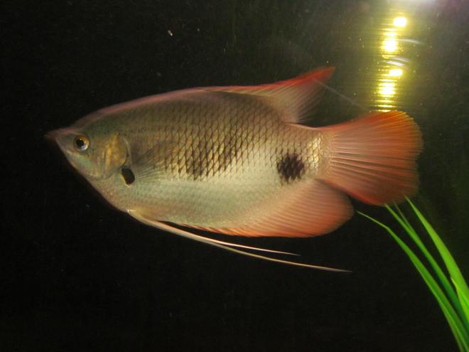 freshwater fish - trichogaster trichopterus - gold gourami stocking in 264 gallons tank