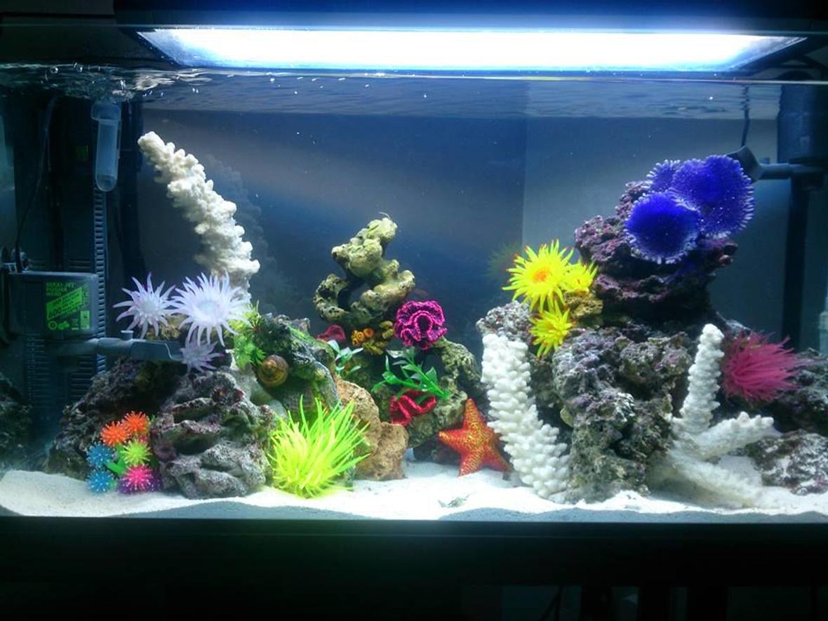 35 gallons saltwater fish tank (mostly fish, little/no live coral) - 30 Gallon FOWLR Tank