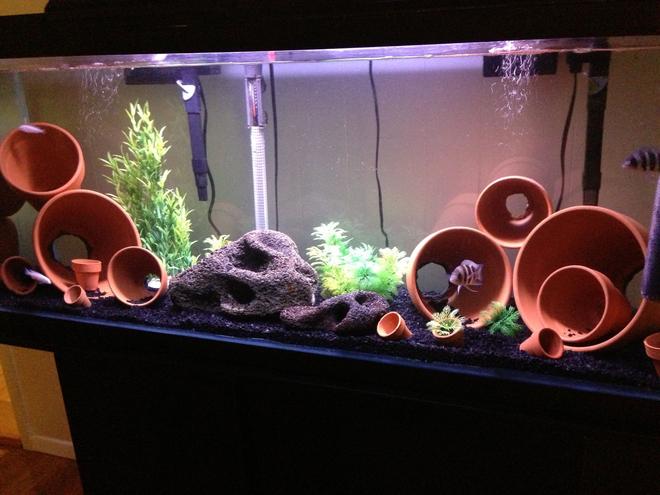 55 gallons freshwater fish tank (mostly fish and non-living decorations) - My first cichlid tank. I wanted to do a easy setup so I decided to use clay pots for my first setup.