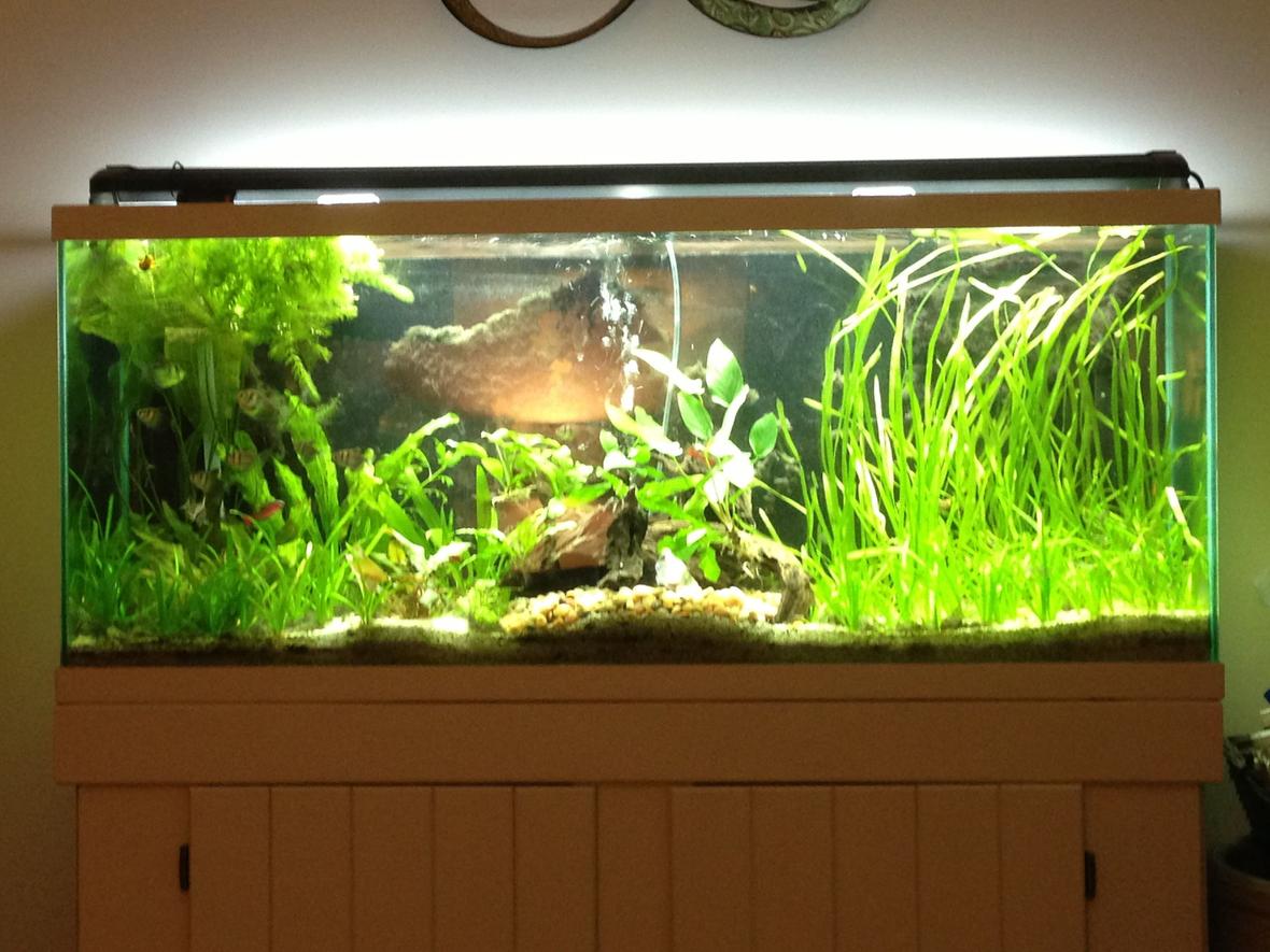55 gallons planted tank (mostly live plants and fish) - My Tank.
