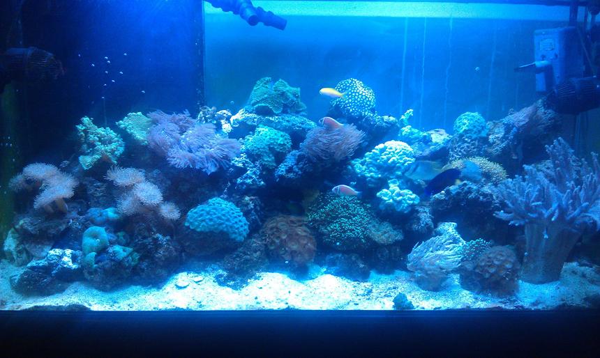 Rated #29: 90 Gallons Reef Tank - Full frontal picture.