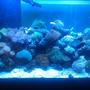 90 gallons reef tank (mostly live coral and fish) - Full frontal picture.