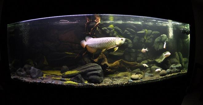 freshwater fish tank (mostly fish and non-living decorations) - The Aquarium