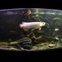 freshwater fish tank (mostly fish and non-living decorations) - The Aquarium
