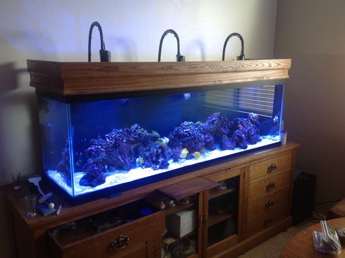 125 gallons reef tank (mostly live coral and fish) - 125 reef tank