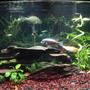 36 gallons planted tank (mostly live plants and fish) - Semi aggressive planted freshwater tank