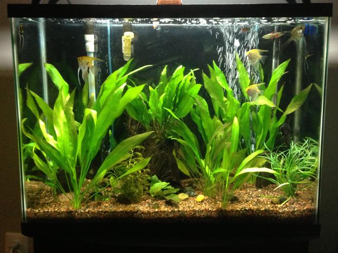 37 gallons planted tank (mostly live plants and fish) - 37 gallon beginner planted tank