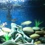 55 gallons freshwater fish tank (mostly fish and non-living decorations) - 55 gallon african cichlids