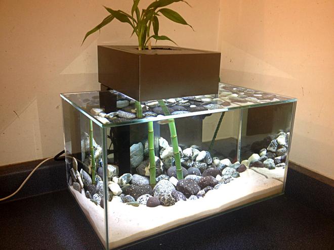 6 gallons freshwater fish tank (mostly fish and non-living decorations) - fluval 6 gallon