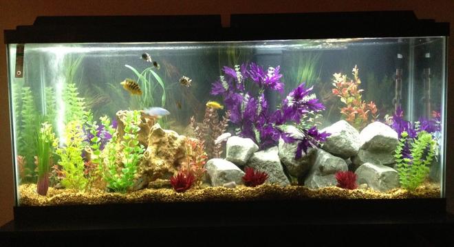 55 gallons freshwater fish tank (mostly fish and non-living decorations) - 55 gallon Cichlid tank featuring Cichlid Stones and artificial plants.