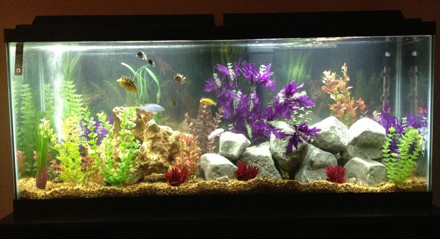 Rated #65: 55 Gallons Freshwater Fish Tank - 55 gallon Cichlid tank featuring Cichlid Stones and artificial plants.