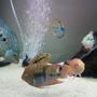 fish tank picture - T bar cichlid