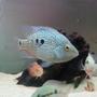 freshwater fish - herichthys carpinte - green texas cichlid stocking in 40 gallons tank - Texas ciclid