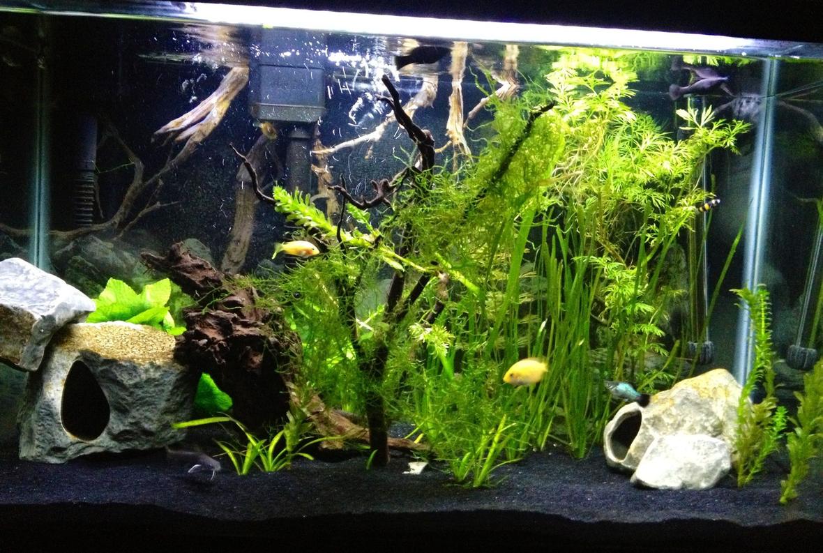 55 gallons freshwater fish tank (mostly fish and non-living decorations) - 29G low brackish lightly planted with 3 orange chromide, 3 molly and 1 platy, 1 bumblebee goby, 2 small catsharks. Plants: anacharis, watersprite, java moss, purple cabomba, italian val, dwarf sag