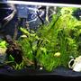 55 gallons freshwater fish tank (mostly fish and non-living decorations) - 29G low brackish lightly planted with 3 orange chromide, 3 molly and 1 platy, 1 bumblebee goby, 2 small catsharks. Plants: anacharis, watersprite, java moss, purple cabomba, italian val, dwarf sag