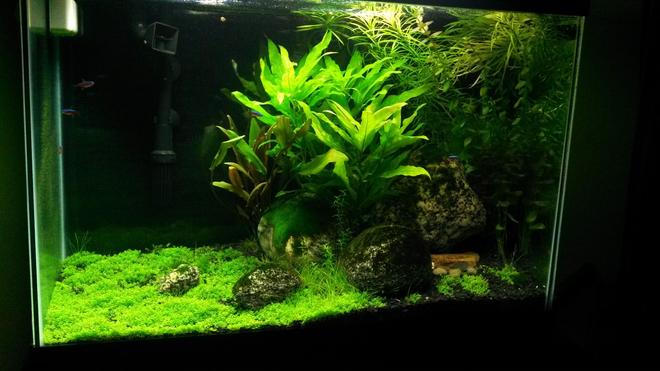 20 gallons planted tank (mostly live plants and fish) - Plants