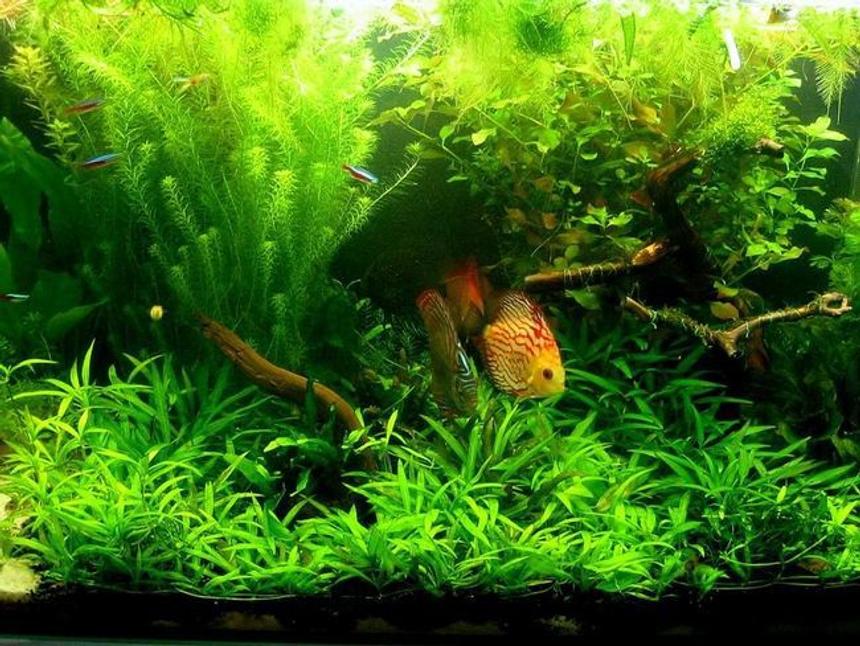 Rated #13: Freshwater Fish Tank - -