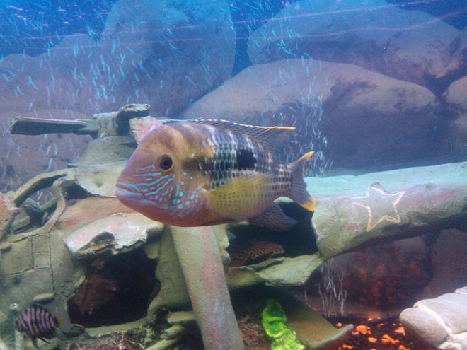 freshwater fish - aequidens rivulatus - green terror stocking in 65 gallons tank - green terror lovely colour