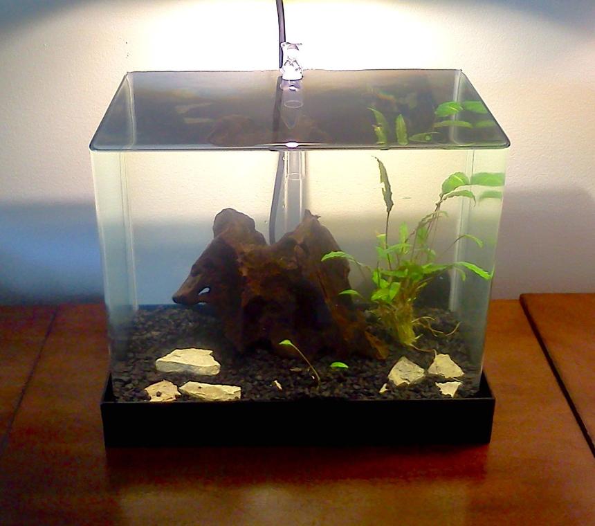 Rated #85: 5 Gallons Planted Tank