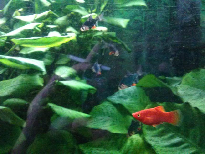 Rated #26: Freshwater Fish - Puntius Titteya - Albino Cherry Barb Stocking In 75 Gallons Tank - Barbs
