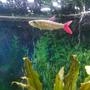 freshwater fish - chalceus macrolepidotus - pink tailed chalceus stocking in 75 gallons tank - Pink tail