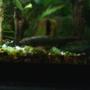 fish tank picture - 6" chinese alge eater
