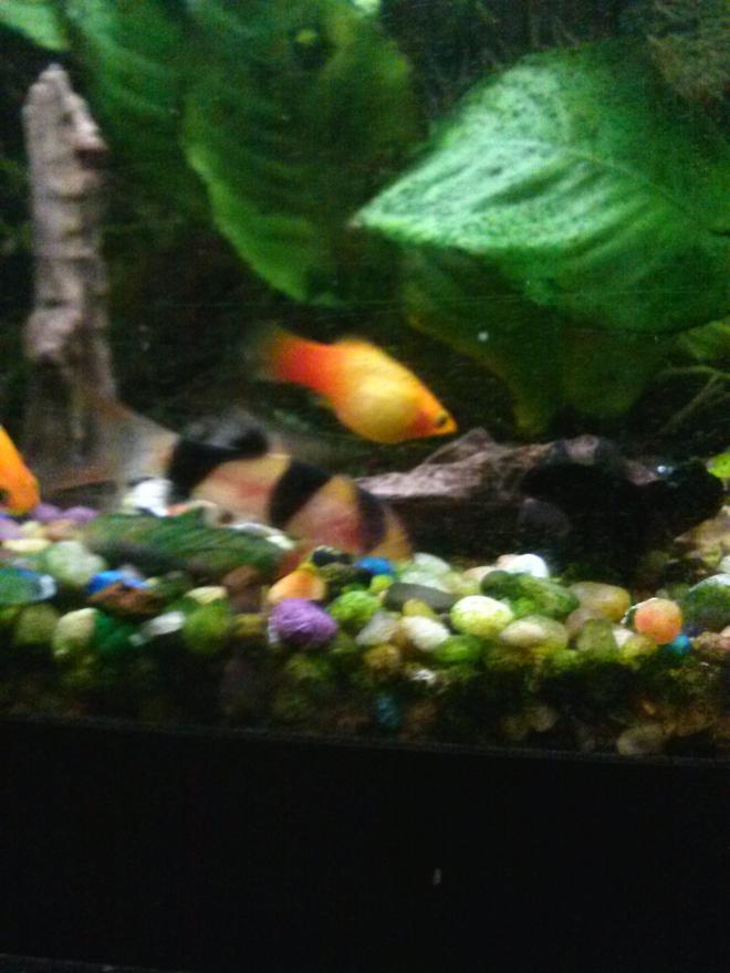 freshwater fish - xiphophorus maculatus - platy stocking in 75 gallons tank - Clown loach