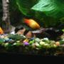 freshwater fish - xiphophorus maculatus - platy stocking in 75 gallons tank - Clown loach