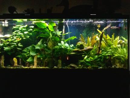 75 gallons planted tank (mostly live plants and fish) - Planted aquarium.