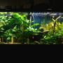 75 gallons planted tank (mostly live plants and fish) - Planted aquarium.