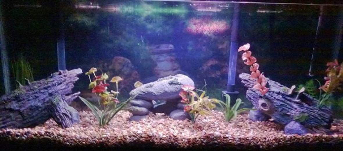 fish tank picture - Just started my tank yesterday. Haven't owned a tank since I was a kid (ok it was my dad's) but it was maintained by some paid dude so yea, it was just to look at. This is my FIRST tank, not really too sure what to do with it so any suggestions are welcome!