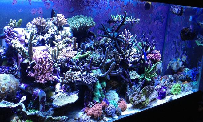 110 gallons reef tank (mostly live coral and fish) - Sps tank