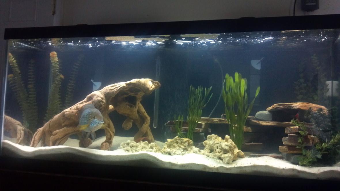 75 gallons freshwater fish tank (mostly fish and non-living decorations) - 75 gal