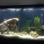 75 gallons freshwater fish tank (mostly fish and non-living decorations) - 75 gal