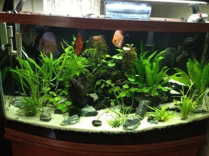 49 gallons planted tank (mostly live plants and fish) - My Amazon Planted Discus  Aquascape