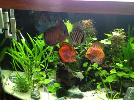 freshwater fish - symphysodon aequifasciata - green discus stocking in 49 gallons tank - My Fish
