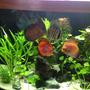freshwater fish - symphysodon aequifasciata - green discus stocking in 49 gallons tank - My Fish
