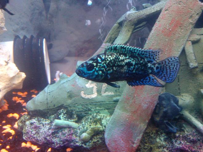 freshwater fish - nandopsis octofasciatum - jack dempsey stocking in 65 gallons tank - jack dempsey
