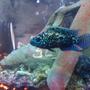 freshwater fish - nandopsis octofasciatum - jack dempsey stocking in 65 gallons tank - jack dempsey