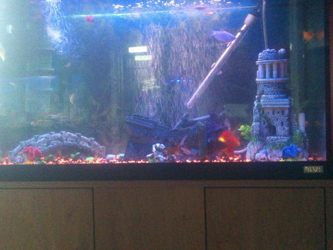 65 gallons freshwater fish tank (mostly fish and non-living decorations) - my partners tank, my old tank before i got a bigger one. theres a few dwarf gourami's, plattys, seames fighter male and female, black moore and a discus fish.