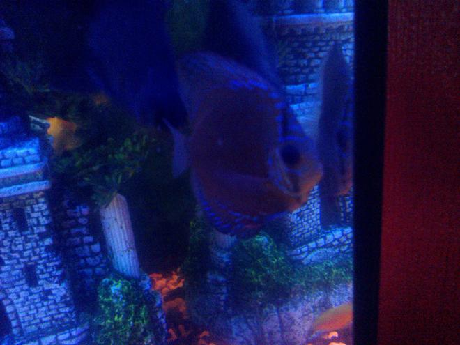freshwater fish - symphysodon sp. - red turquoise discus stocking in 65 gallons tank