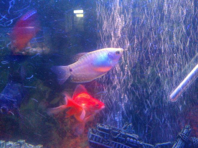 freshwater fish - 21 - blue gourami stocking in 65 gallons tank - her gouramis