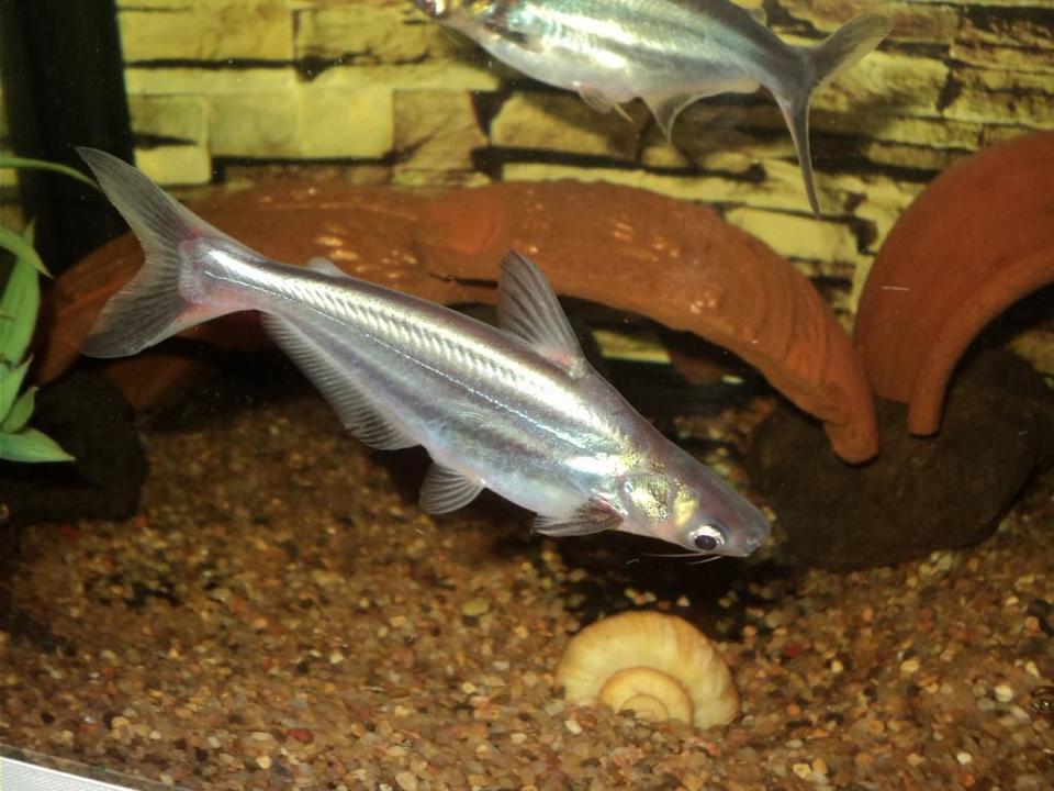 freshwater fish - pangasius hypophthalmus - iridescent shark stocking in 75 gallons tank - Iridescent Shark Catfish